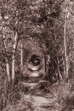 Rabbit Hole Sepia - NHP89s